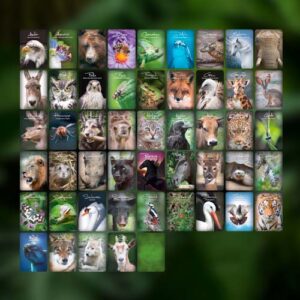 SET: Krafttiere – Geistige Helfer in Tiergestalt – Bild 2